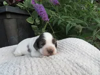 Juniper, a male Cocker Spaniel for sale in Newark, NY – 1 of 6