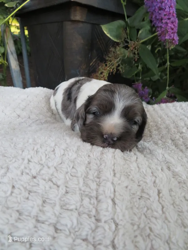Sophie – Cocker Spaniel puppy for sale in Newark, NY