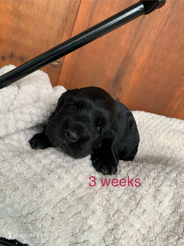 Fawn – Cocker Spaniel puppy for sale in Newark, NY