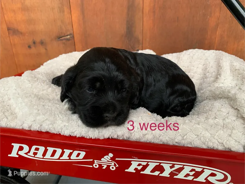 Ivy – Cocker Spaniel puppy for sale in Newark, NY