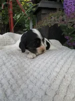 Willow, a female Cocker Spaniel for sale in Newark, NY – 4 of 7