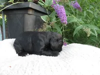 Fawn, a female Cocker Spaniel for sale in Newark, NY – 3 of 6