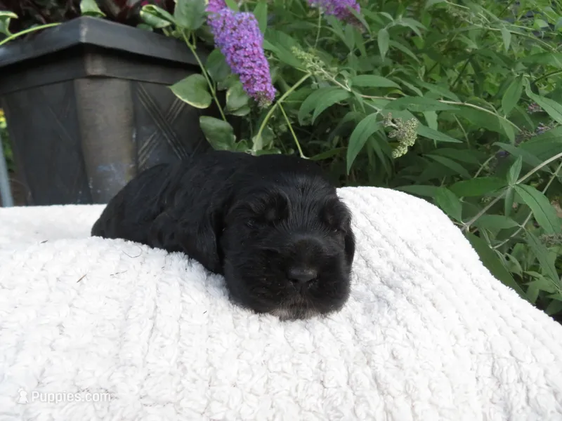 Ivy – Cocker Spaniel puppy for sale in Newark, NY