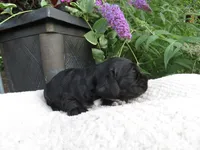 Ivy, a female Cocker Spaniel for sale in Newark, NY – 2 of 6