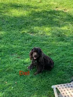 Juniper, a male Cocker Spaniel for sale in Newark, NY – 6 of 6