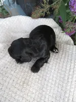 Fawn, a female Cocker Spaniel for sale in Newark, NY – 4 of 6