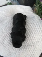 Ivy, a female Cocker Spaniel for sale in Newark, NY – 3 of 6