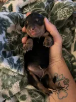 Estel, a female Miniature Dachshund for sale in Spring Hill, FL – 1 of 4