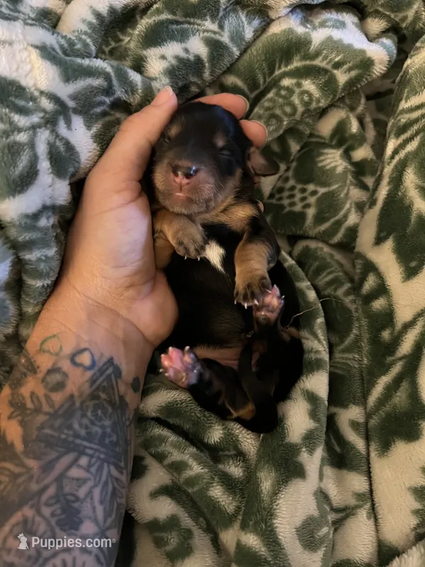 Evie – Miniature Dachshund puppy for sale in Spring Hill, FL