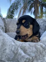 Wonder Woman, a female Miniature Dachshund for sale in Spring Hill, FL – Photo 2 of 4