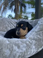 Wonder Woman, a female Miniature Dachshund for sale in Spring Hill, FL – Photo 3 of 4