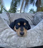 Wonder Woman, a female Miniature Dachshund for sale in Spring Hill, FL – Photo 4 of 4