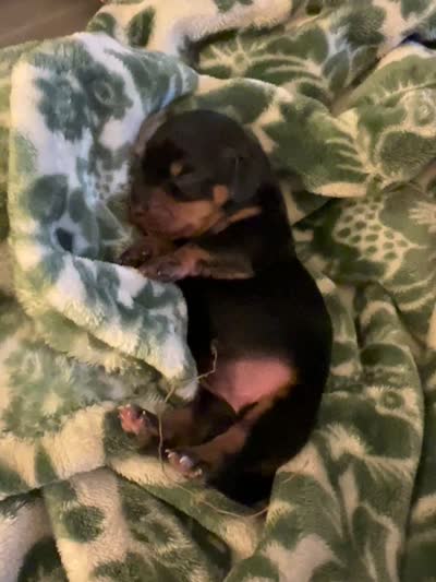Estel, a female Miniature Dachshund for sale in Spring Hill, FL – 4 of 4