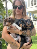 Harry, a male Miniature Dachshund for sale in Spring Hill, FL – 2 of 3
