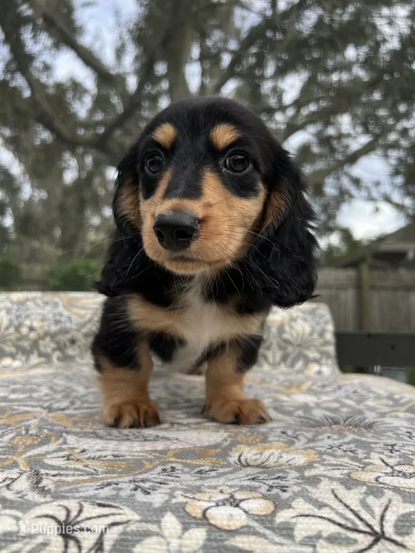 Archibald – Miniature Dachshund puppy for sale in Spring Hill, FL