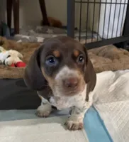 Ro, a male Miniature Dachshund for sale in Spring Hill, FL – 2 of 2