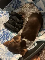 Ashur, a male Miniature Dachshund for sale in Spring Hill, FL – 3 of 5