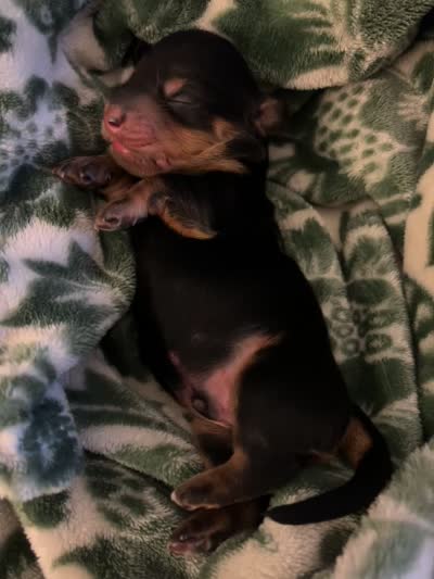 Ashur, a male Miniature Dachshund for sale in Spring Hill, FL – 5 of 5