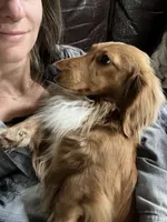 Evie, a female Miniature Dachshund for sale in Spring Hill, FL – 3 of 4