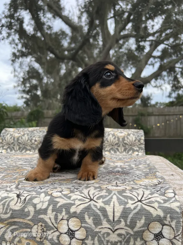 Evie – Miniature Dachshund puppy for sale in Spring Hill, FL