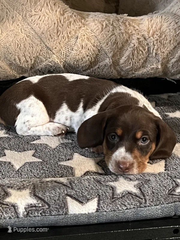 Ro – Miniature Dachshund puppy for sale in Spring Hill, FL