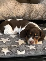 Ro, a male Miniature Dachshund for sale in Spring Hill, FL – 1 of 2