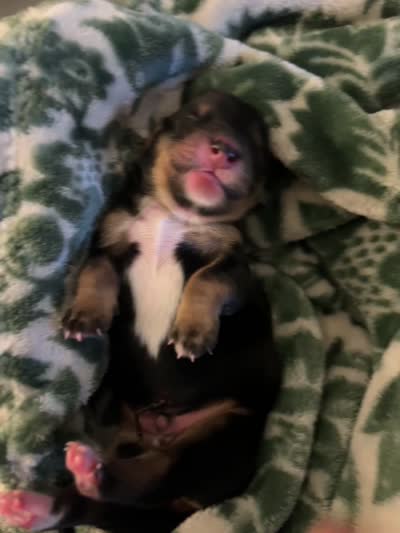 Archibald, a male Miniature Dachshund for sale in Spring Hill, FL – 4 of 4