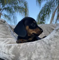 Daphne, a female Miniature Dachshund for sale in Spring Hill, FL – Photo 4 of 6