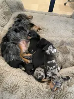 Daphne, a female Miniature Dachshund for sale in Spring Hill, FL – Photo 6 of 6