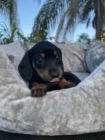 Daphne, a female Miniature Dachshund for sale in Spring Hill, FL – Photo 2 of 6