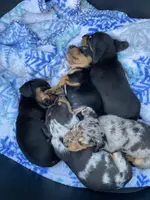 Daphne, a female Miniature Dachshund for sale in Spring Hill, FL – Photo 5 of 6