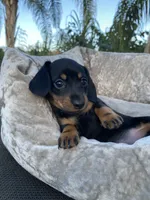 Daphne, a female Miniature Dachshund for sale in Spring Hill, FL – Photo 3 of 6