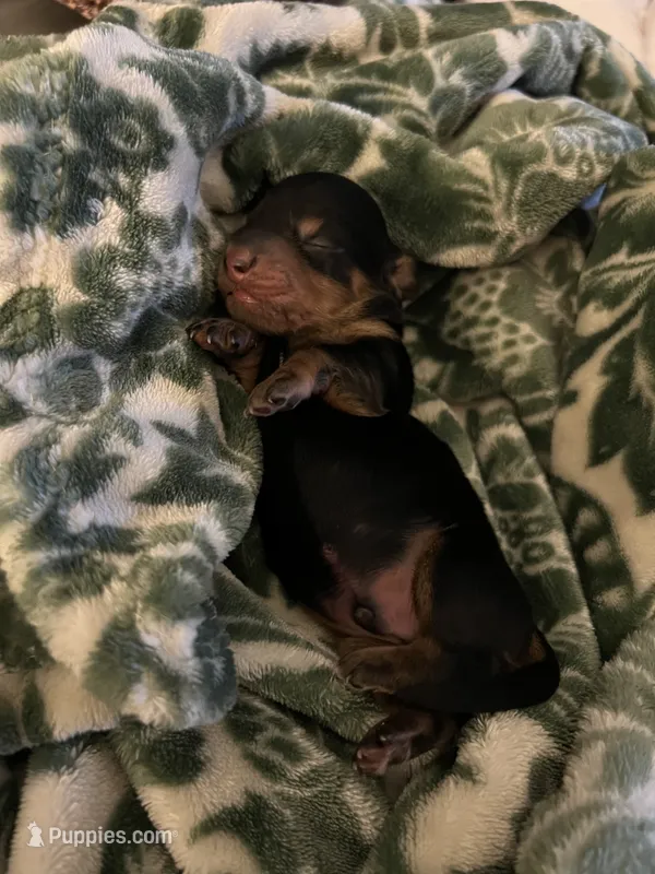Ashur – Miniature Dachshund puppy for sale in Spring Hill, FL