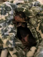 Ashur, a male Miniature Dachshund for sale in Spring Hill, FL – 1 of 5