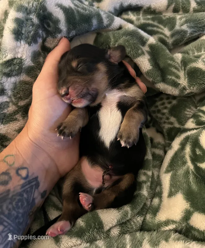 Archibald – Miniature Dachshund puppy for sale in Spring Hill, FL