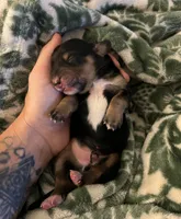 Archibald, a male Miniature Dachshund for sale in Spring Hill, FL – 1 of 4