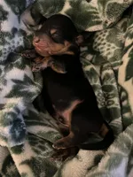 Ashur, a male Miniature Dachshund for sale in Spring Hill, FL – 2 of 5