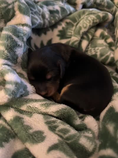 Evie, a female Miniature Dachshund for sale in Spring Hill, FL – 4 of 4