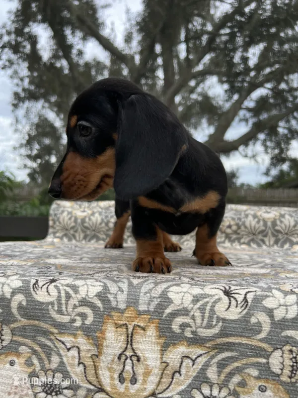 Estel – Miniature Dachshund puppy for sale in Spring Hill, FL