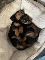 Harry, a male Miniature Dachshund for sale in Spring Hill, FL – 3 of 3