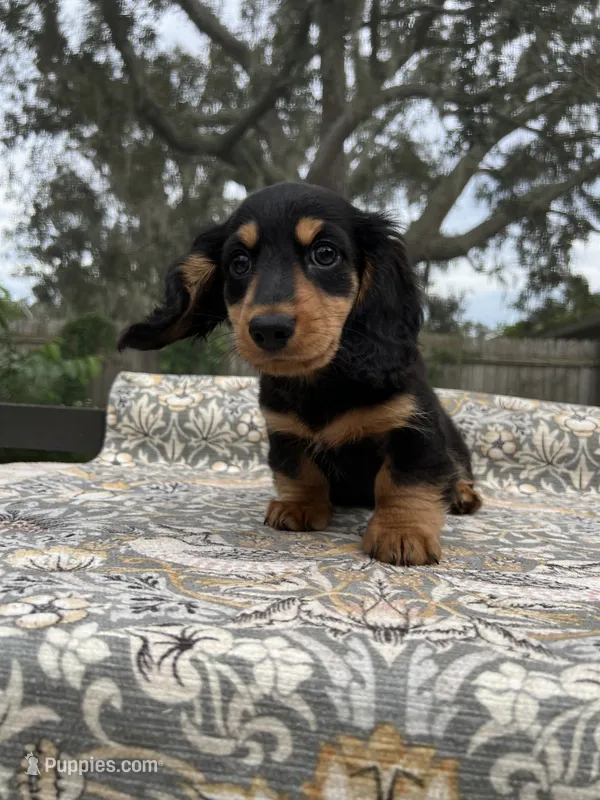 Ashur – Miniature Dachshund puppy for sale in Spring Hill, FL