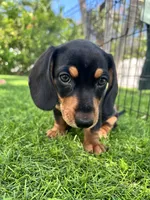 Harry, a male Miniature Dachshund for sale in Spring Hill, FL – 1 of 3