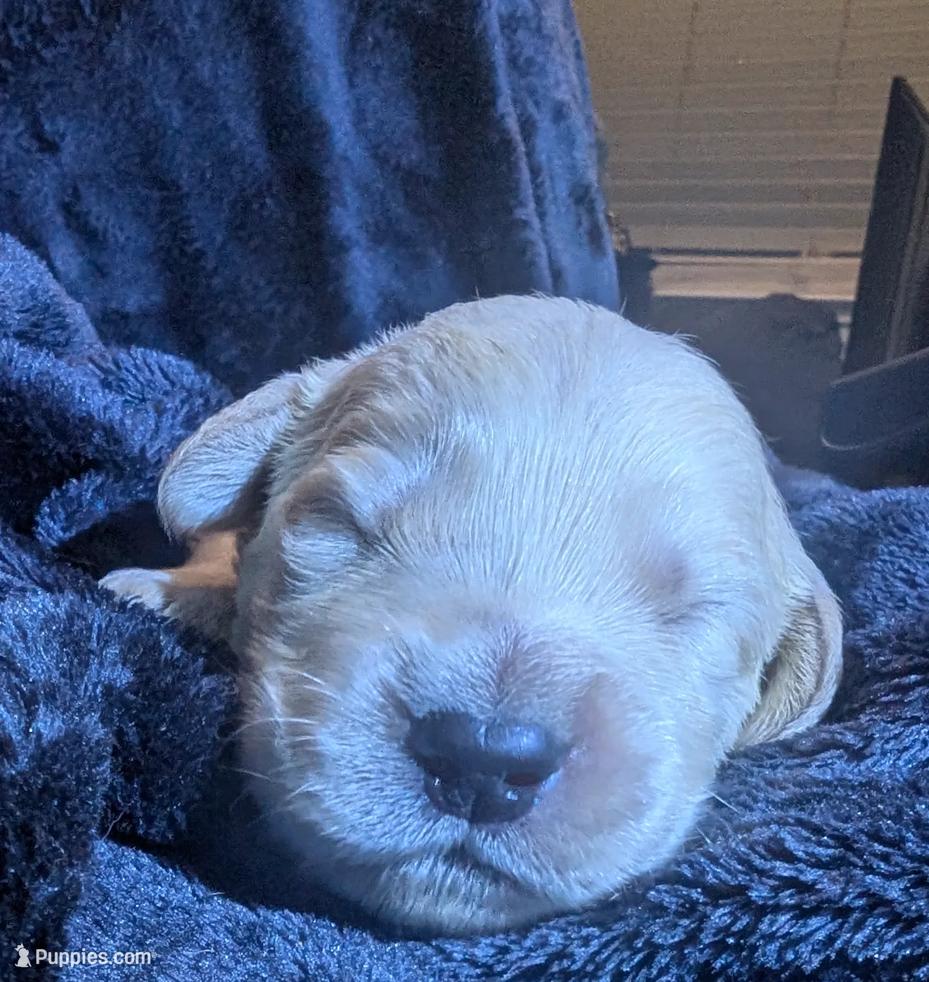 Yellow boy, a male Golden Retriever for sale in Modesto, CA – Photo 6 of 7