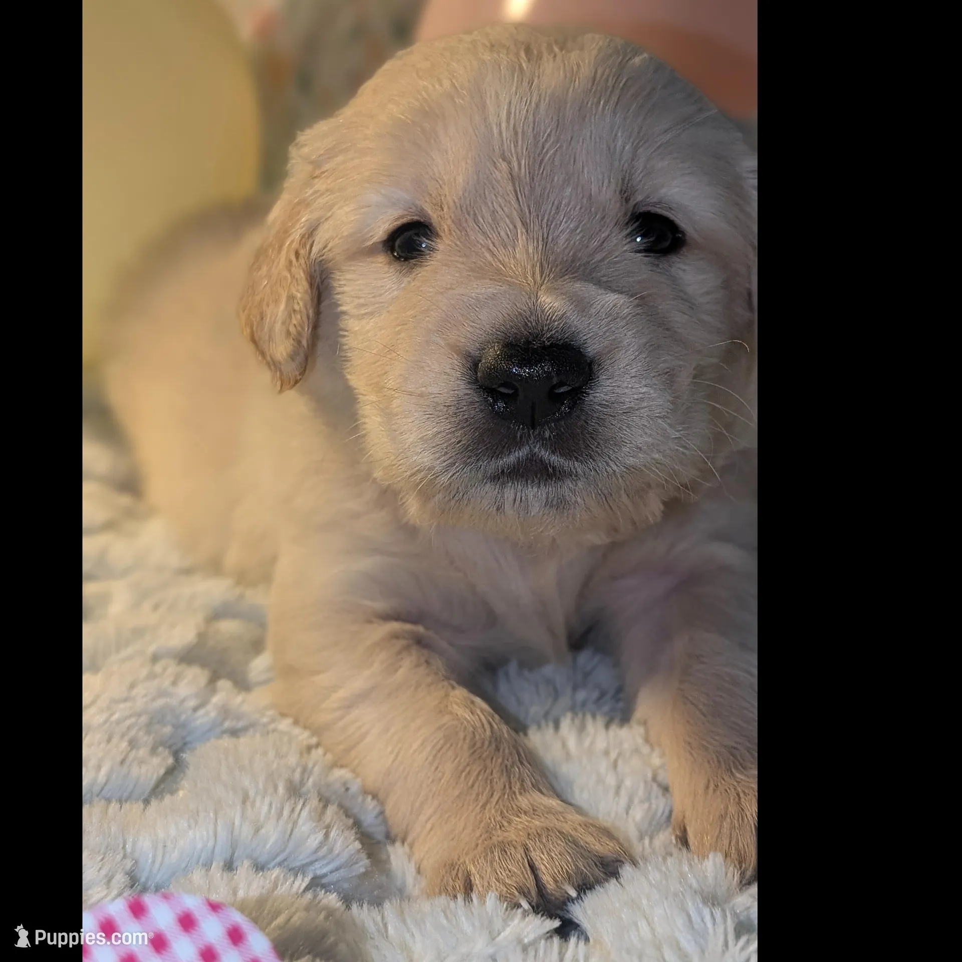 Yellow boy, a male Golden Retriever for sale in Modesto, CA – Photo 4 of 7