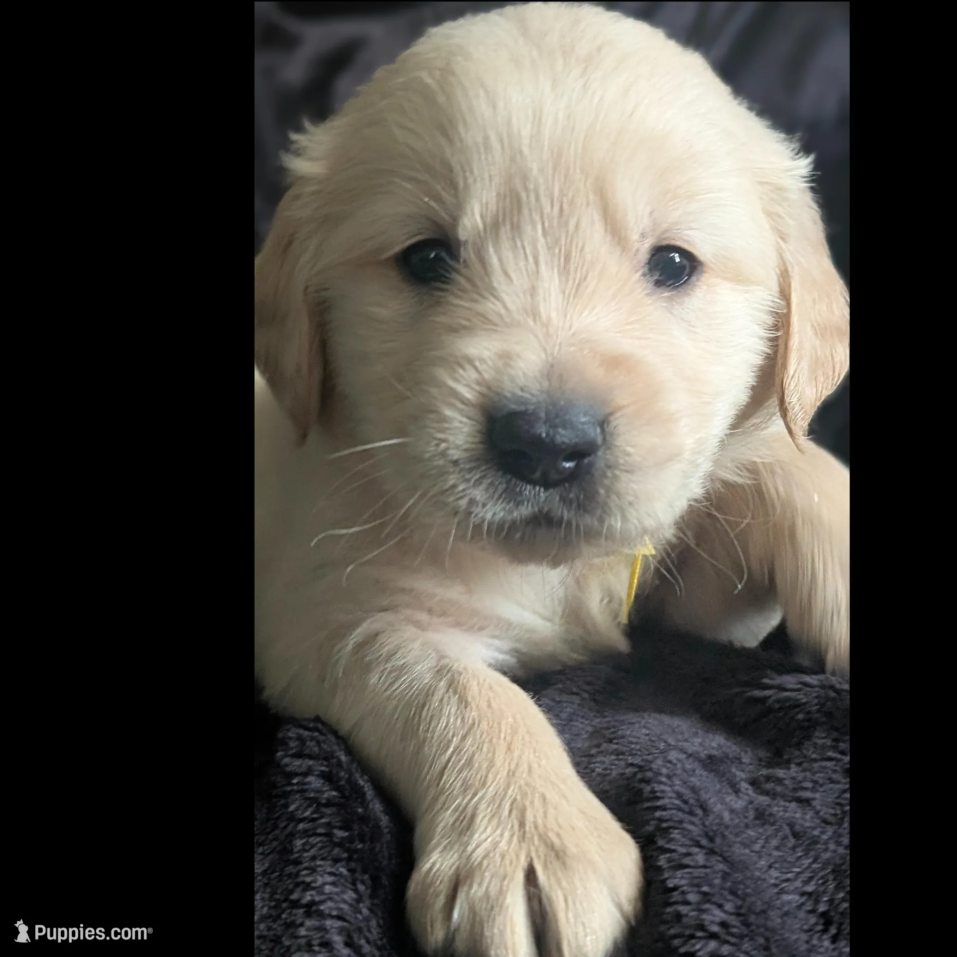 Yellow boy, a male Golden Retriever for sale in Modesto, CA – Photo 2 of 7