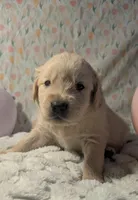 Yellow boy, a male Golden Retriever for sale in Modesto, CA – Photo 3 of 7