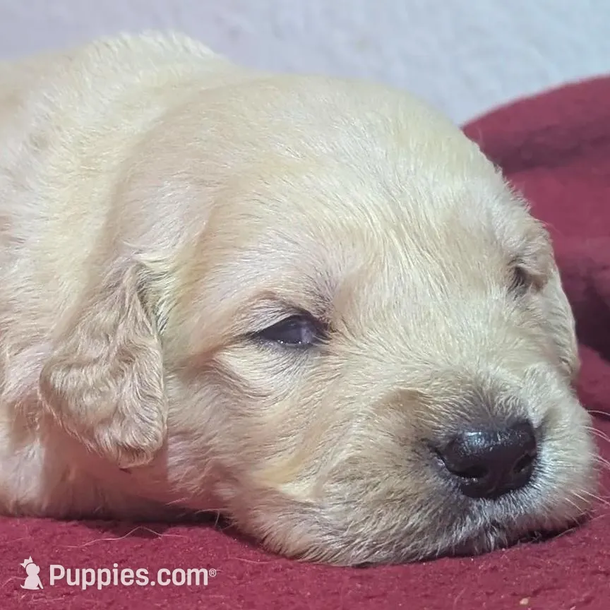 Orange boy, a male Golden Retriever for sale in Modesto, CA – Photo 2 of 7
