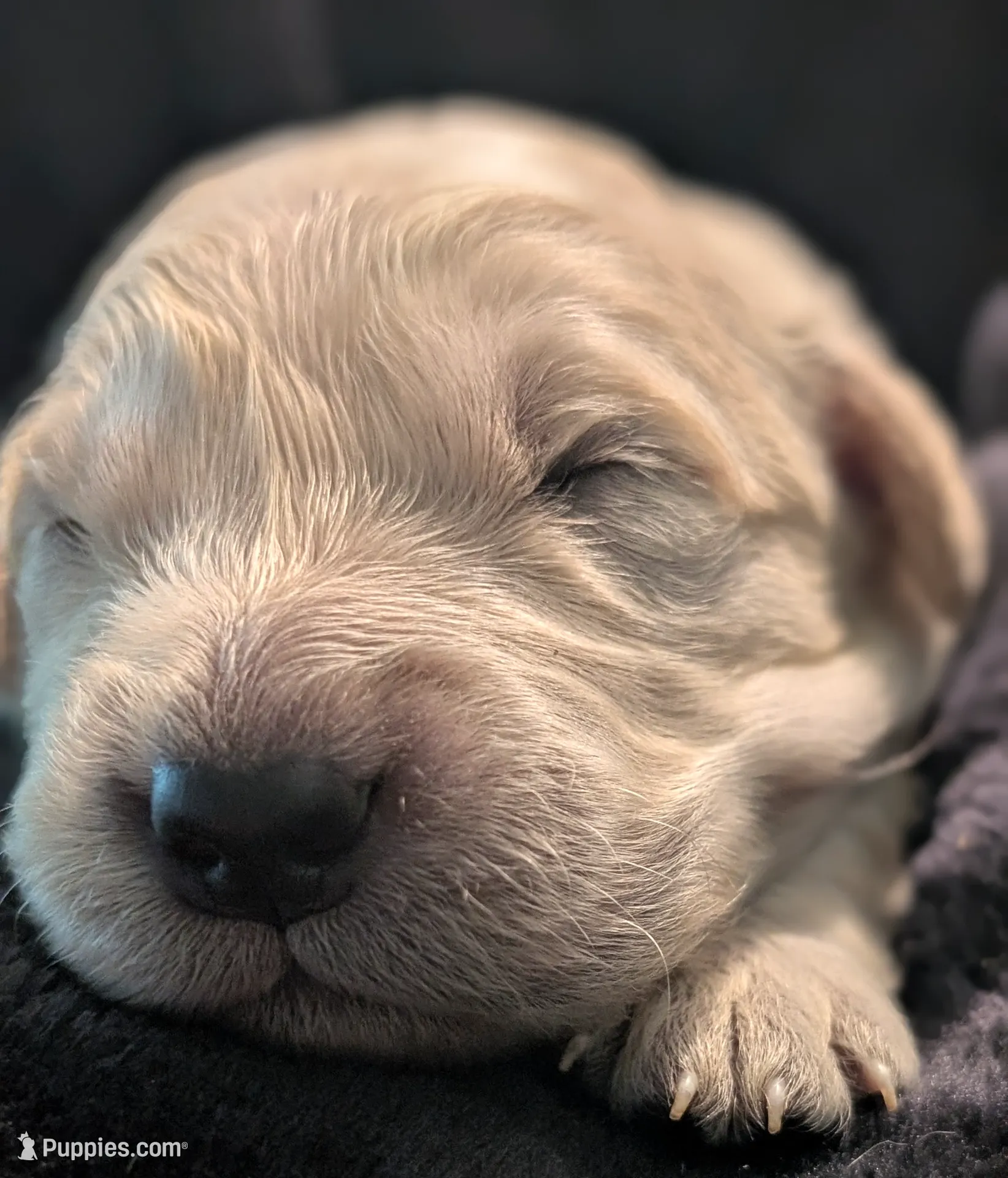 Orange boy, a male Golden Retriever for sale in Modesto, CA – Photo 4 of 7