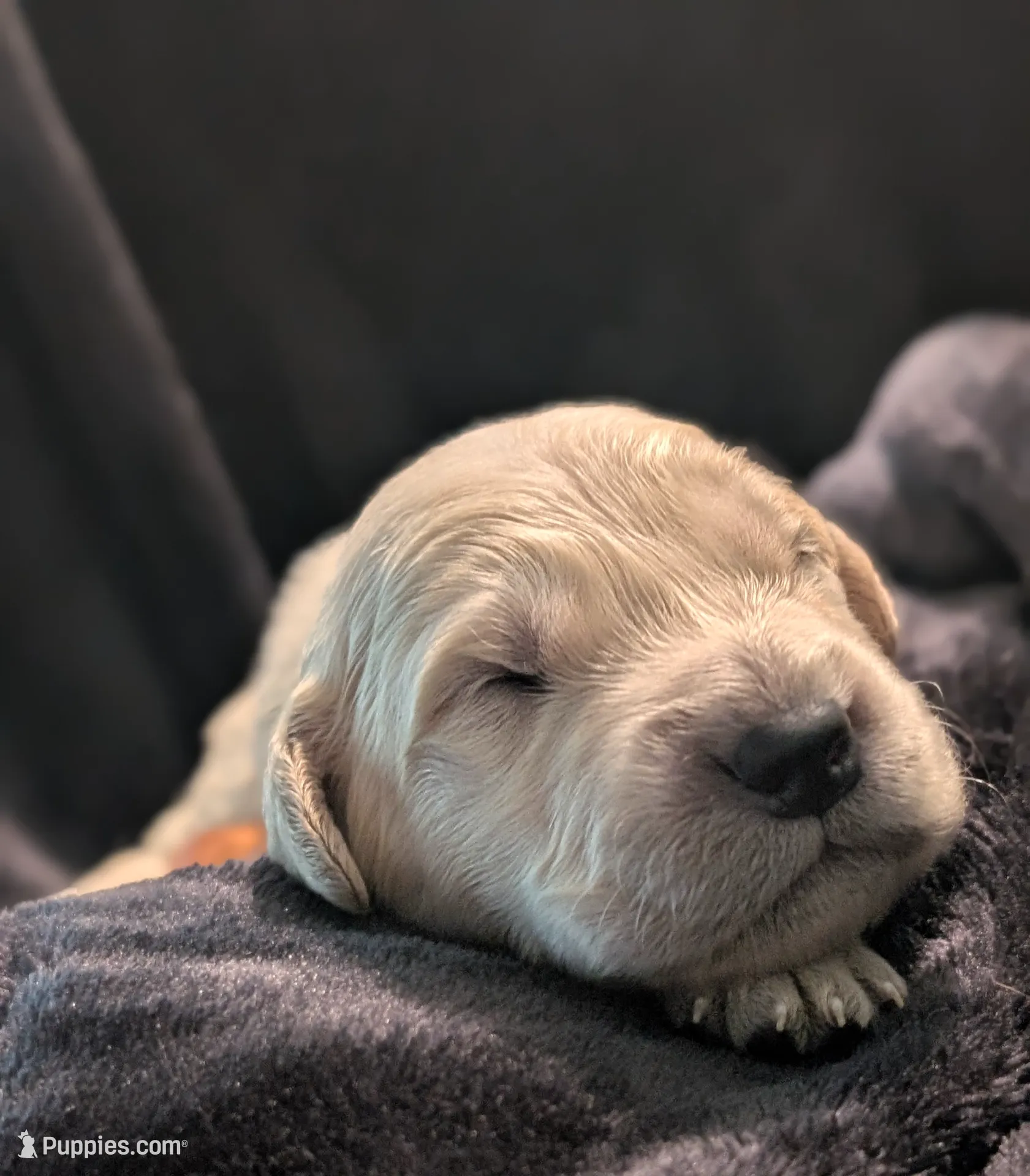 Orange boy, a male Golden Retriever for sale in Modesto, CA – Photo 5 of 7