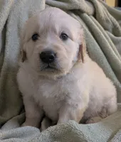 "Apollo" black collar, a male Golden Retriever for sale in Modesto, CA – Photo 5 of 9